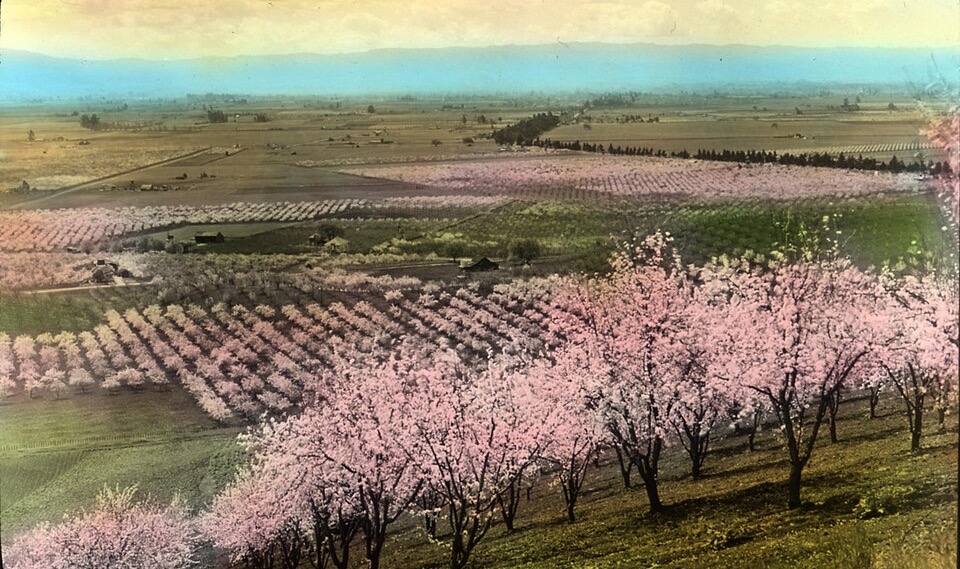 Episodes prune orchard near santa clara, california (3655751146)